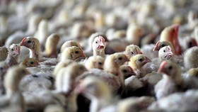 کانون های آلوده به آنفلوانزای پرندگان امسال 80 درصد کاهش یافت