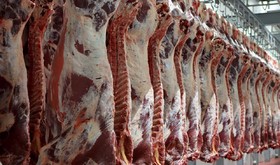 تاکید سازمان دامپزشکی بر مطالبه حق شهروندی هنگام خرید گوشت از قصابی‌ها