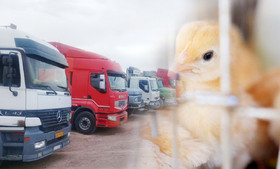 توقف کامیون‌ها ترمز مرغداران را کشید