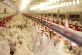 افزایش 84 درصدی هزینه تولید در مرغداری‌های صنعتی