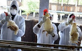 جزییات اجرای طرح واکسیناسیون فوق حاد پرندگان اعلام شد