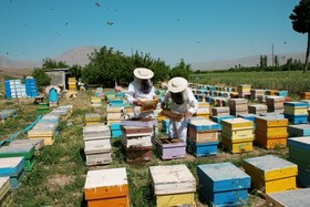 ناوگان زنبورداری کشور فرسوده و رفع این مشکل نیازمند یک نقشه راه است