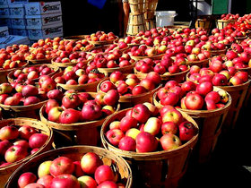 ذخیره ۶۰۰ هزار تُن سیب در سردخانه های آذربایجان غربی