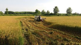 افزایش ۱۵۰ هزار هکتار سطح کشت مکانیزه برنج تا سال آینده