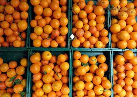 توزیع  2 هزار تن پرتقال تامسون و والنسیا و ۸۰۰تن سیب زرد و قرمز در عید امسال