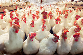با خرید مرغ و تخم‌مرغ از امنیت غذایی کشور حمایت کنید
