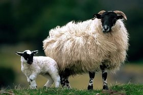 اتحادیه اروپا آماده واردات بره و گوشت گوسفند ارگانیک از ایران است