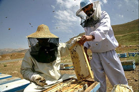 جای خالی زنبورداران در سبد بیمه