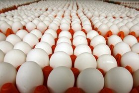 تولید تخم مرغ تا پایان سال به یک میلیون و ۲۰۰ هزارتن می رسد