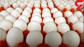 صادرات تخم مرغ امکان‌پذیر نیست