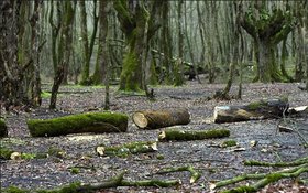 دستور حجتی برای جمع‌آوری چوب‌های رها شده از جنگل و بی‌اعتنایی برخی مسئولان