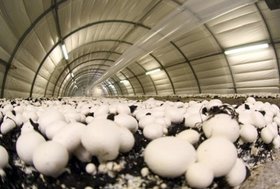 تولید ۱۸۵ هزار تن قارچ خوراکی در سال جاری