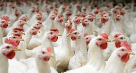 مدرن‌ترین مزرعه پرورش مرغ مادر گوشتی در شرق کشور افتتاح می‌شود