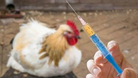واکسیناسیون نیوکاسل طیور بومی در شاهین شهر و میمه