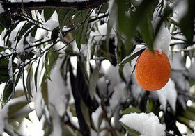 سرما بیش از یک‌هزار میلیارد تومان به کشاورزان استان تهران خسارت زد