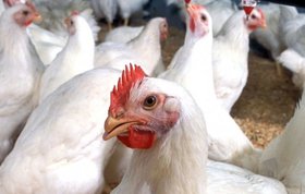 امکان 5 دوره تولید مرغ در سال برای مرغدارانی که طرح "مرغ سایز" را اجرایی کنند