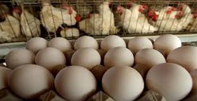 صادرات ۳۰ هزار تن تخم‌مرغ در سال جاری