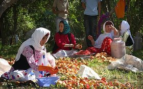 اجرای طرح ارتقای مهارت‌های شغلی زنان روستایی در مازندران