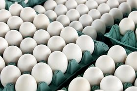 کاهش 17 درصدی قیمت تخم‌مرغ/ عرضه گسترده تخم‌مرغ داخلی