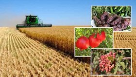 ارزش صادرات محصولات کشاورزی کشورمان شش میلیارد دلار است