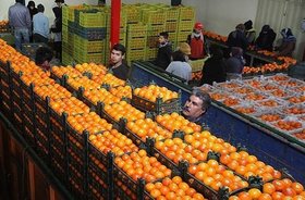مردم نگران میوه شب عید نباشند/ پرتقال ایام عید کمتر از 4 هزار تومان عرضه می‌شود
