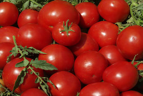 ۴۴تن گوجه فرنگی قاچاق کشف شد/توزیع محصولات بین زلزله‌زدگان