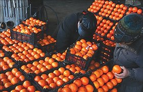 جزئیات اقدامات انجام شده برای تنظیم بازار و تأمین میوه عید سال ۱۳۹۸