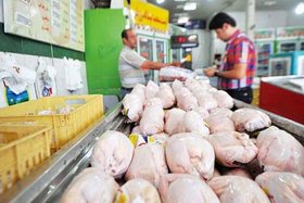 توزیع 500 تن گوشت مرغ منجمد در آذربایجان شرقی