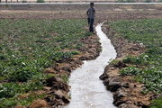 بررسی پرونده کشت محصولات کشاورزی با آب‌های آلوده