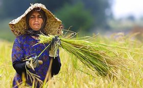 اختصاص ۵ میلیارد تومان اعتبار برای آموزش زنان روستایی و عشایری در سال ۹۸