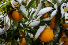 توصیه‌های جهاد کشاورزی برای مقابله با سرما