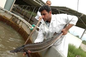 طرح پرورش ماهی خاویار برای ۱۵ استان در حال‌توسعه است/ پیش‌بینی تولید 5 تن ماهی خاویاری