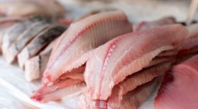 تکثیر ماهی تیلاپیا در سمنان برای نخستین بار به صورت تجاری انجام می‌شود