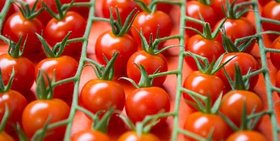 صادرات محصولات گوجه فرنگی تا آخر بهمن آزاد شد
