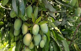 حمایت دولت از توسعه میوه های گرمسیری در سیستان و بلوچستان