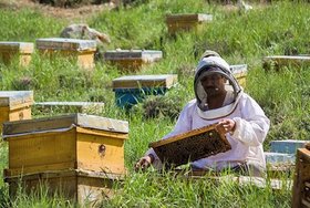 افزایش ۱۲ درصدی تولید عسل/ تولید بیش از ۱۰۰۰ تن عسل در استان تهران