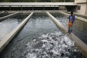 تولید 10 میلیون قطعه بچه ماهی تیلاپیا/ آمریکا و اروپا بزرگ‌ترین واردکننده‌های تیلاپیا هستند