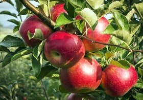 ۲۵ هزار تن سیب درختی برای تنظیم بازار شب عید تامین شد
