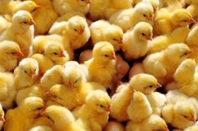 جوجه‌ریزی 55 میلیون قطعه‌ای در مرغداری‌های مازندران