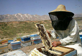 ضرورت همراهی مسئولان با زنبورداران برای مقابله با مرغ زنبورخوار