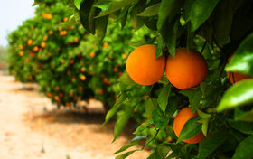رتبه نخست مازندران با تولید ۱.۸ میلیون تن پرتقال/ طرح سرشاخه کاری مرکبات اجرا می‌شود