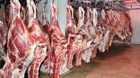 توزیع گوشت گوساله تنظیم بازار در میادین میوه و تره‌بار ادامه دارد