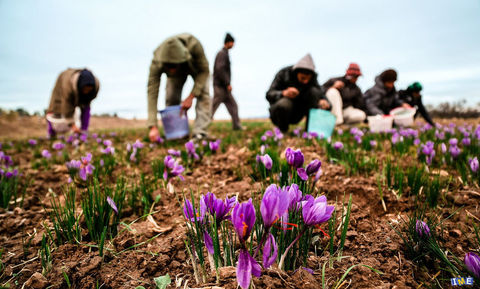 تولید زعفران بناب مرند ۸ میلیارد تومان سود برای کشاورزان دارد - روستا نیوز