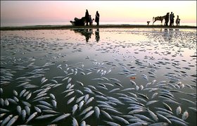 مرگ صدها هزار ماهی در استرالیا به دلیل سوءمدیریت مصرف آب و خشکسالی
