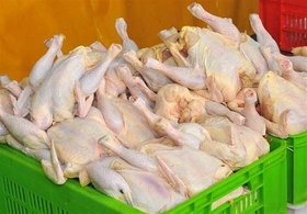 صادرات مرغ ۲ ماه ممنوع شد