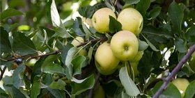 ذخیره سازی ۳۰ هزارتن سیب برای عید