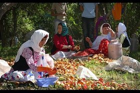 فعالیت ۱۶۴ صندوق خرد زنان روستایی در آذربایجان غربی
