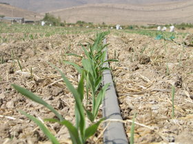 «کشاورزی حفاظتی» نسخه‌ای برای برون رفت از بحران‌های کشاورزی