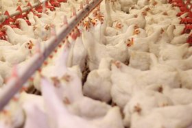 صادرات گوشت مرغ به روسیه در مرحله نهایی گواهی بهداشتی است