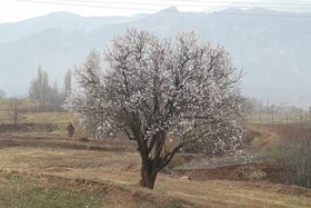 اصله های درختان قزوین در میانه فصل زمستان شکوفه دادند